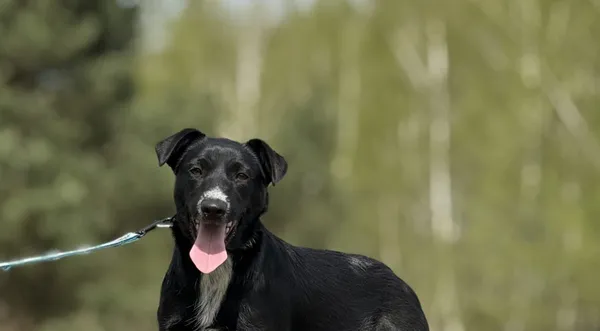 Pies do adopcji, Pieczyska, 16 maja 2025 (1/4)