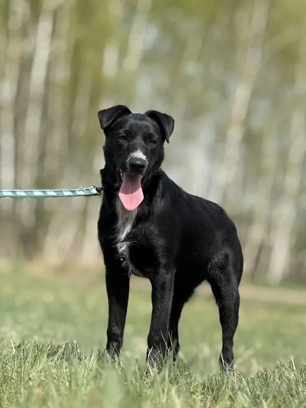 Pies do adopcji, Pieczyska, 16 maja 2025 (2/4)