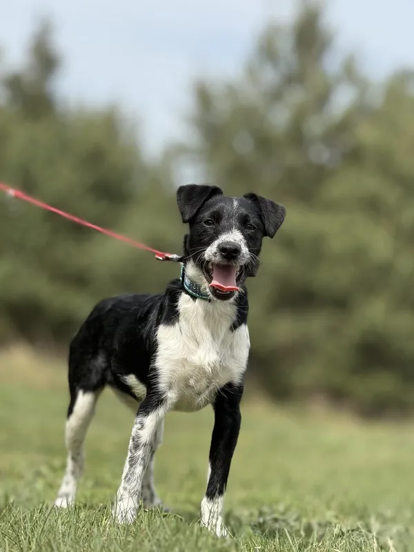 Pies do adopcji, Pieczyska, 16 maja 2025 (4/5)