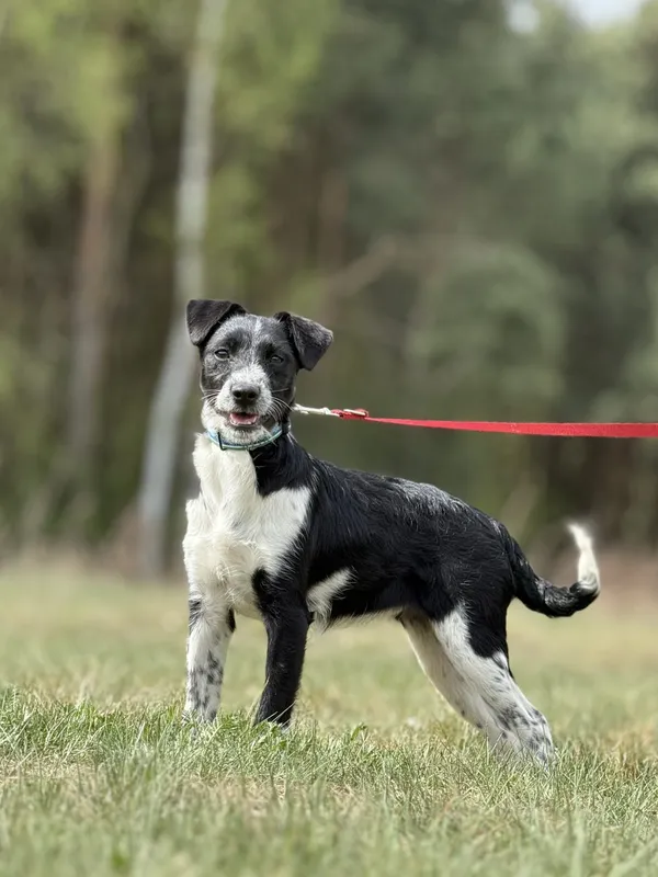 Pies do adopcji, Pieczyska, 16 maja 2025 (5/5)