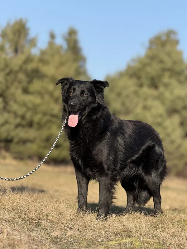 Pies do adopcji, Pieczyska, 16 maja 2025 (4/5)