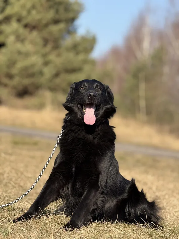 Pies do adopcji, Pieczyska, 16 maja 2025 (5/5)