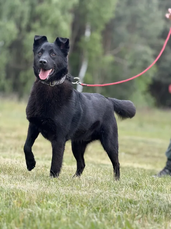 Pies do adopcji, Pieczyska, 16 maja 2025 (2/5)