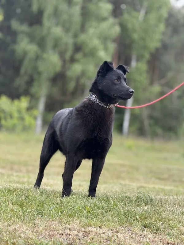 Pies do adopcji, Pieczyska, 16 maja 2025 (3/5)