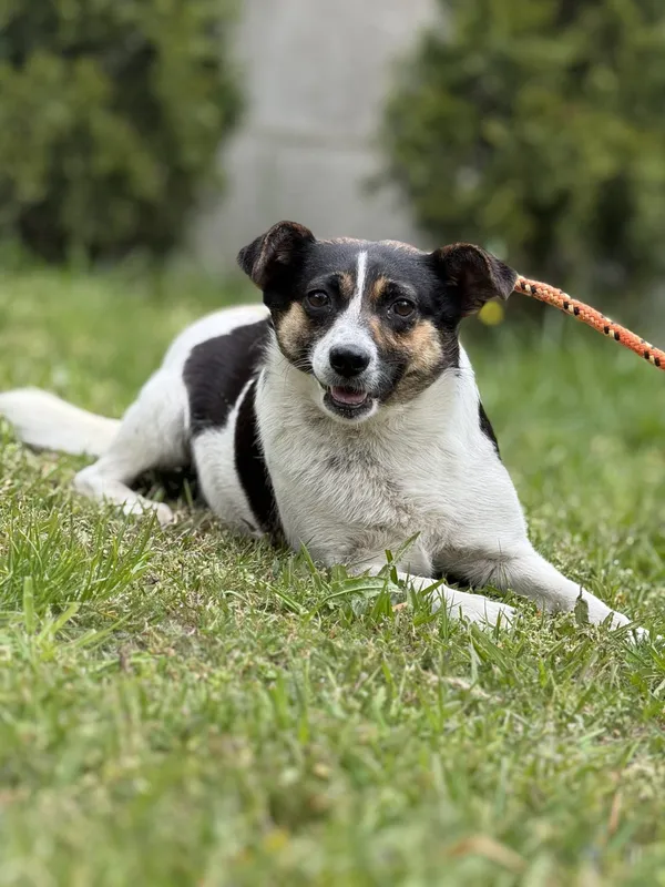 Pies do adopcji, Pieczyska, 16 maja 2025 (4/4)