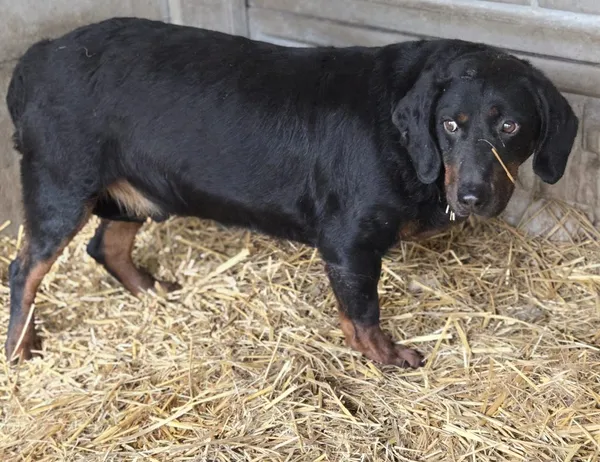 Pies do adopcji, Pieczyska, 16 maja 2025 (3/3)