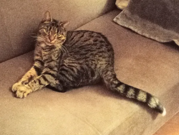 Zaginął kot, Białystok, Jaroszówka, 17 maja 2025 (2/4)