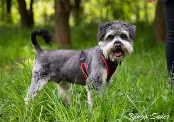 Pies do adopcji, Kraków, 2 maja 2025 (1/3)