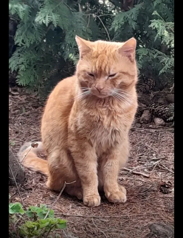 Zaginął kot, Łódź, 17 maja 2025