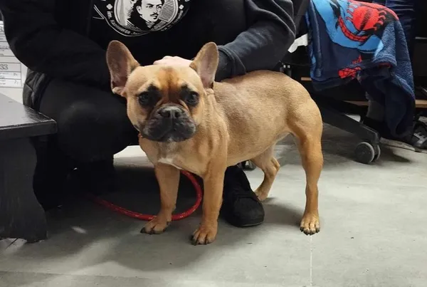 Znaleziono psa, Toruń, 15 maja 2025