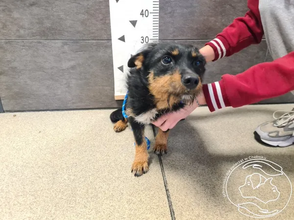 Znaleziono psa, Chełmek, 16 maja 2025