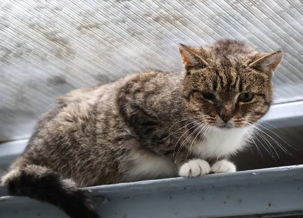 Znaleziono kota, Łódź, 17 maja 2025 (2/5)