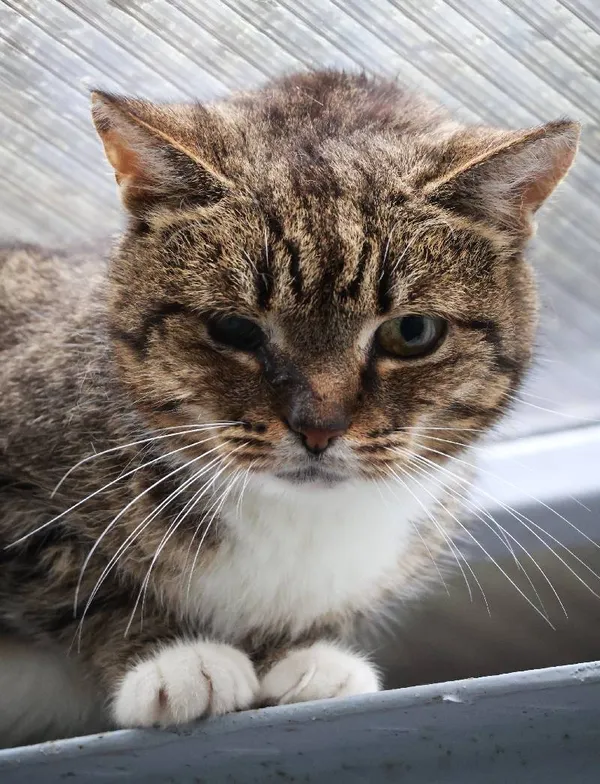 Znaleziono kota, Łódź, 17 maja 2025 (3/5)