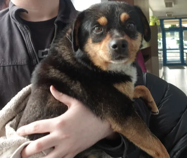 Znaleziono psa, Gdańsk, 17 maja 2025