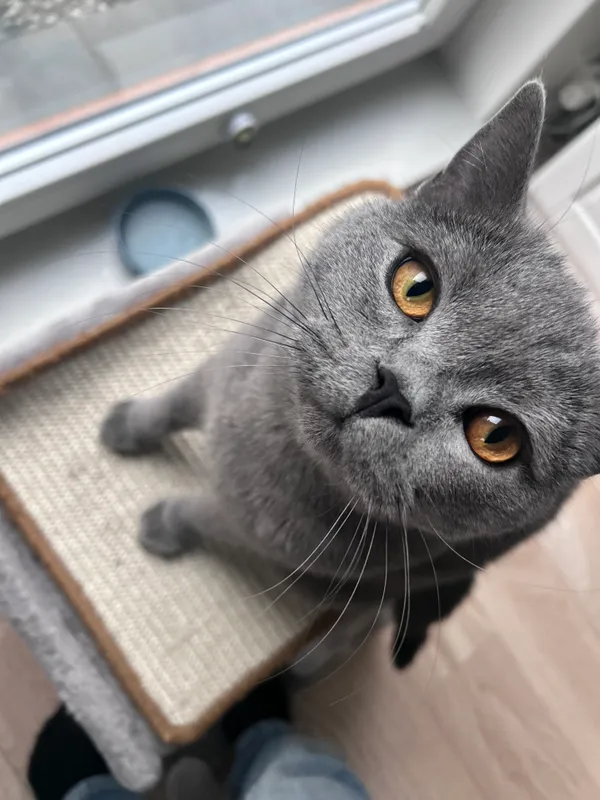 Zaginął kot, Gdańsk, Oliwa, 18 maja 2025