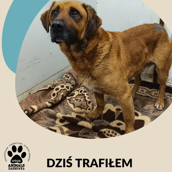 Znaleziono psa, Dąbrówka, 17 maja 2025