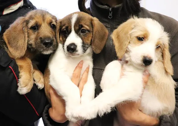 Znaleziono psa, Łódź, 17 maja 2025 (3/4)