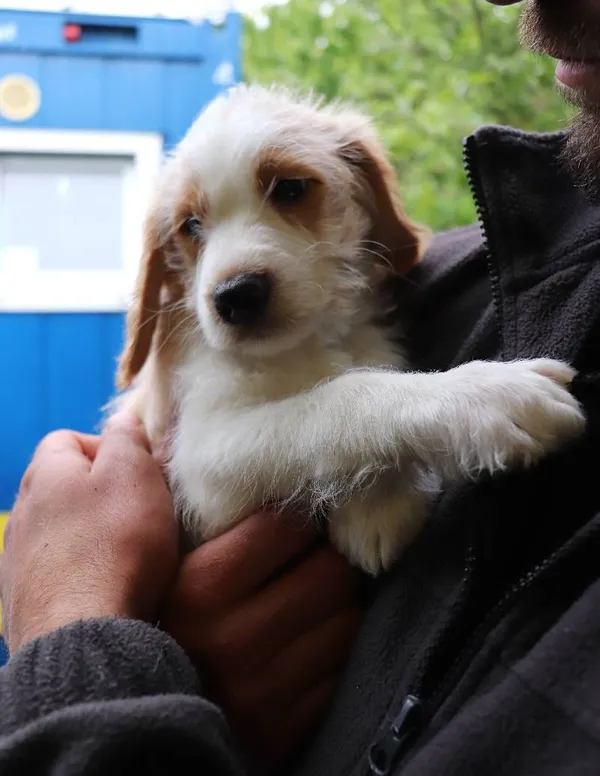 Znaleziono psa, Łódź, 17 maja 2025 (1/5)