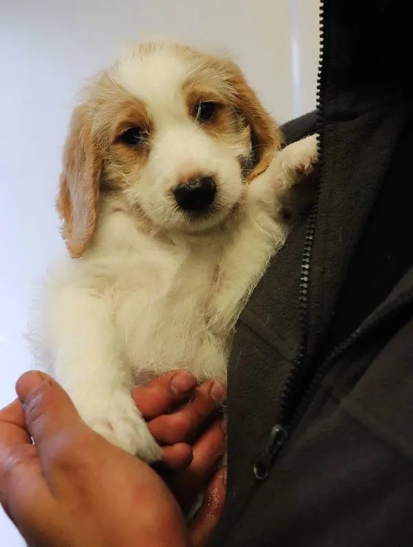 Znaleziono psa, Łódź, 17 maja 2025 (3/5)