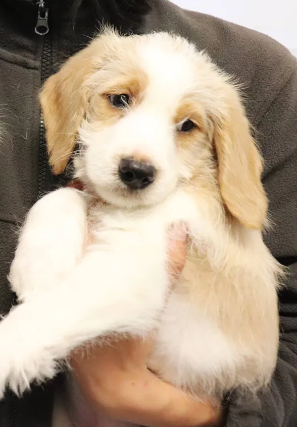 Znaleziono psa, Łódź, 17 maja 2025 (4/5)