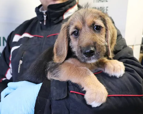 Znaleziono psa, Łódź, 17 maja 2025 (1/4)