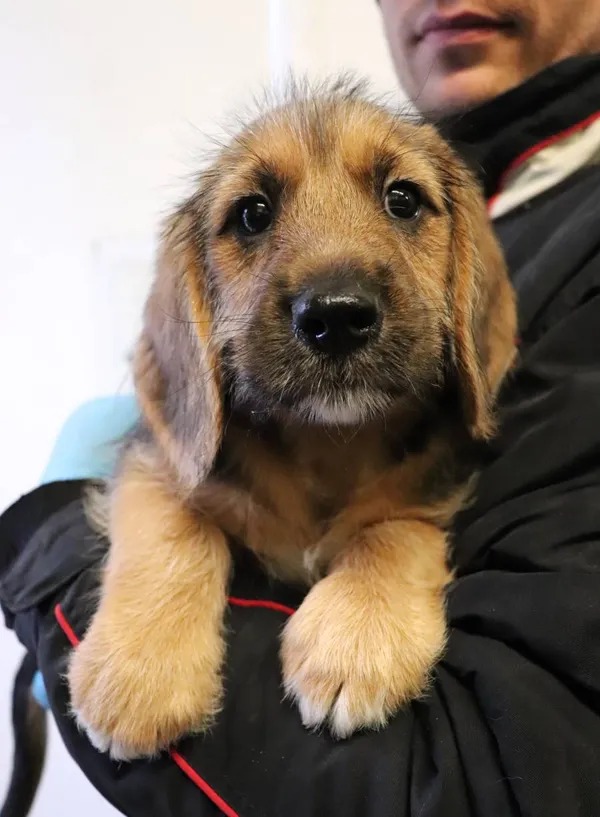 Znaleziono psa, Łódź, 17 maja 2025 (2/4)