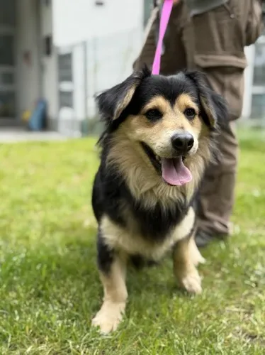 Pies do adopcji, Kraków, 4 maja 2025 (3/5)