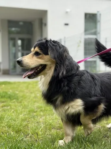 Pies do adopcji, Kraków, 4 maja 2025 (4/5)