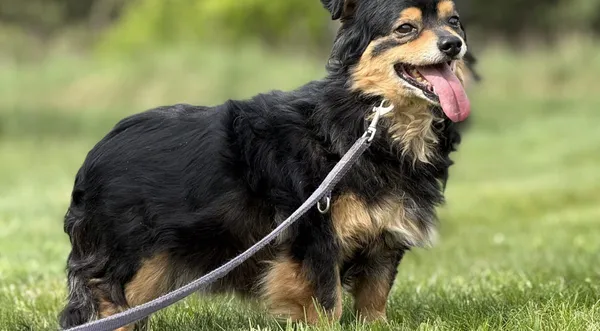 Pies do adopcji, Pieczyska, 18 maja 2025 (1/5)