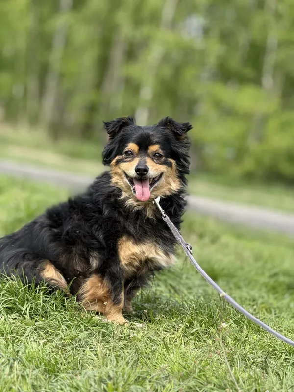 Pies do adopcji, Pieczyska, 18 maja 2025 (2/5)