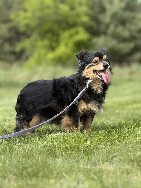 Pies do adopcji, Pieczyska, 18 maja 2025 (3/5)