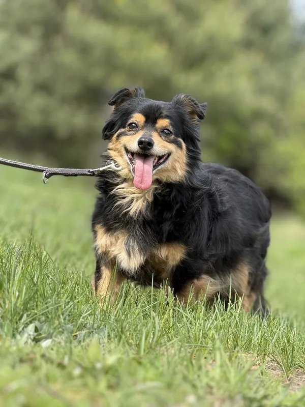 Pies do adopcji, Pieczyska, 18 maja 2025 (4/5)