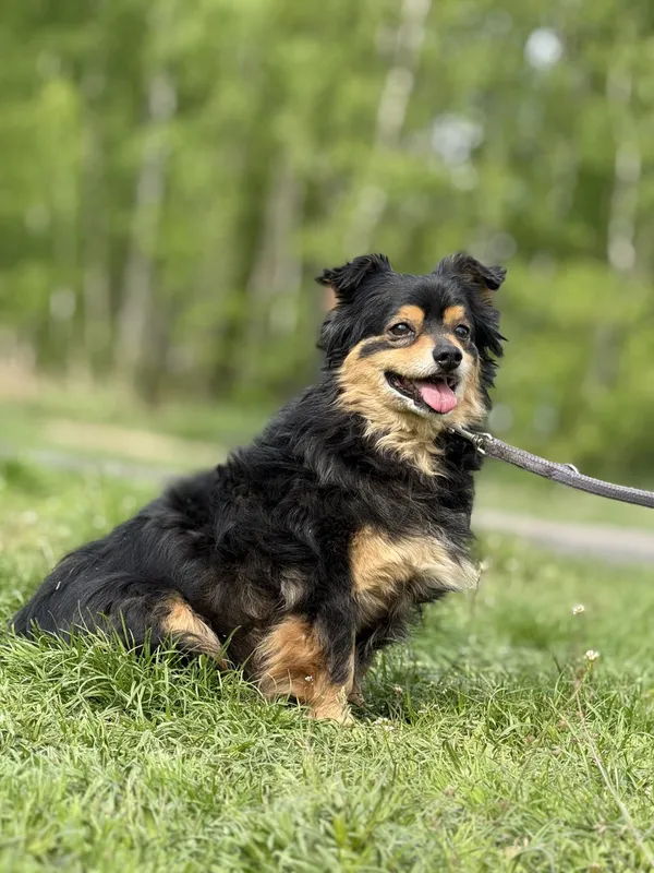 Pies do adopcji, Pieczyska, 18 maja 2025 (5/5)