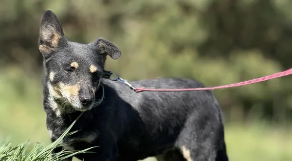 Pies do adopcji, Pieczyska, 18 maja 2025 (1/5)