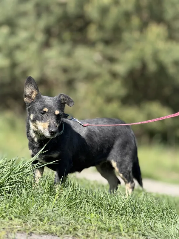 Pies do adopcji, Pieczyska, 18 maja 2025 (5/5)