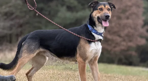 Pies do adopcji, Pieczyska, 18 maja 2025 (1/5)