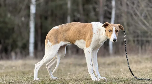 Pies do adopcji, Pieczyska, 18 maja 2025 (1/5)