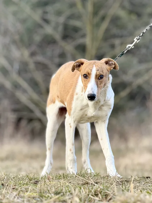 Pies do adopcji, Pieczyska, 18 maja 2025 (2/5)