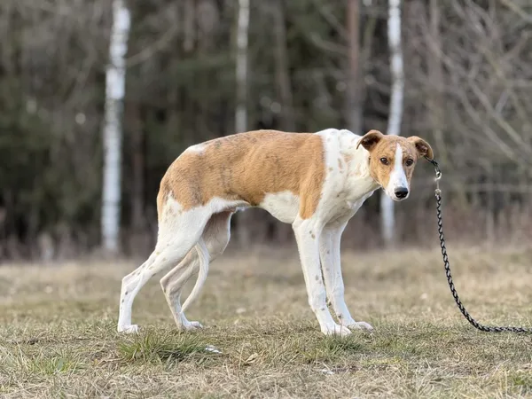 Pies do adopcji, Pieczyska, 18 maja 2025 (3/5)