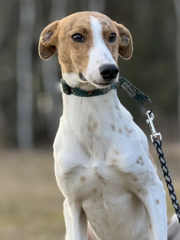 Pies do adopcji, Pieczyska, 18 maja 2025 (4/5)