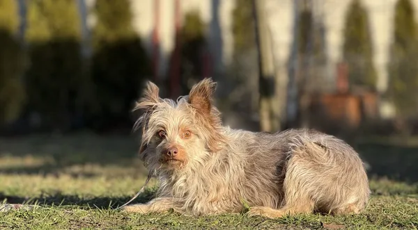 Pies do adopcji, Pieczyska, 18 maja 2025 (1/4)