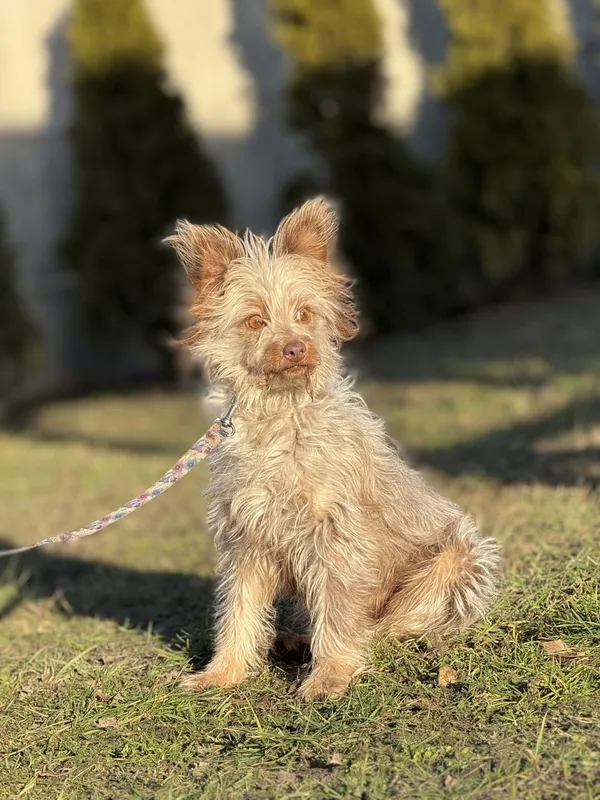 Pies do adopcji, Pieczyska, 18 maja 2025 (2/4)