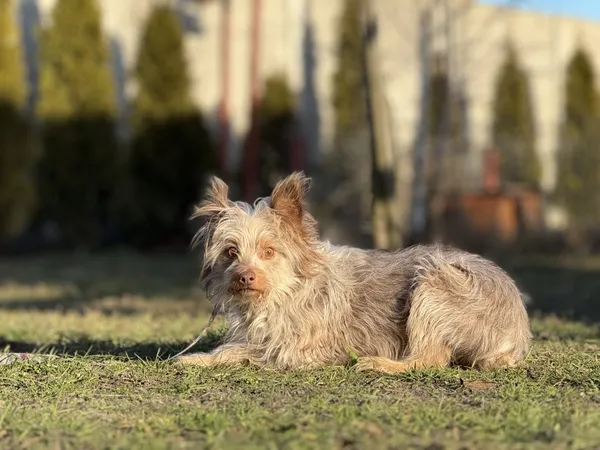 Pies do adopcji, Pieczyska, 18 maja 2025 (3/4)