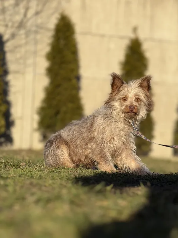 Pies do adopcji, Pieczyska, 18 maja 2025 (4/4)