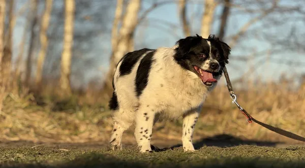 Pies do adopcji, Pieczyska, 18 maja 2025 (1/5)