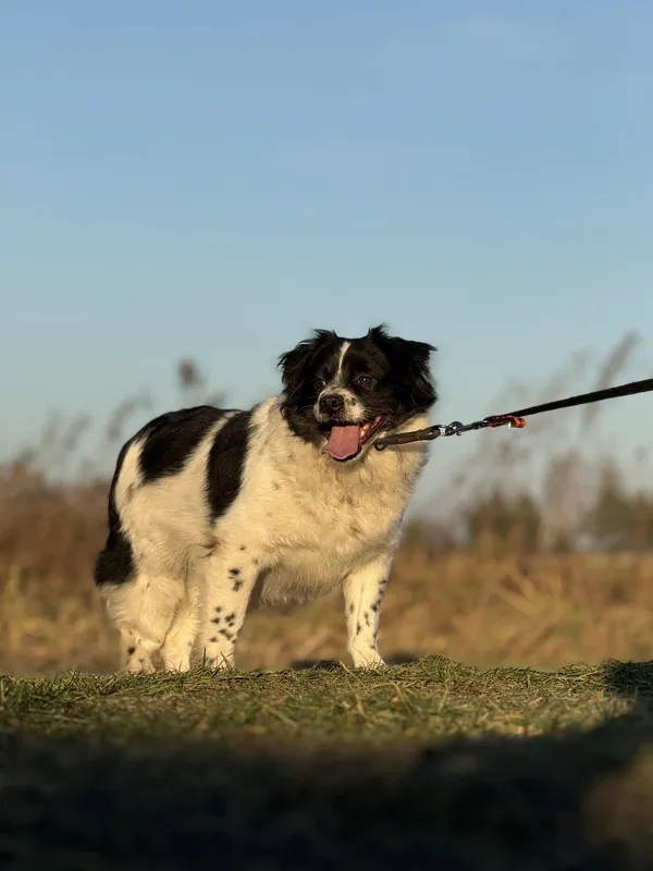 Pies do adopcji, Pieczyska, 18 maja 2025 (2/5)