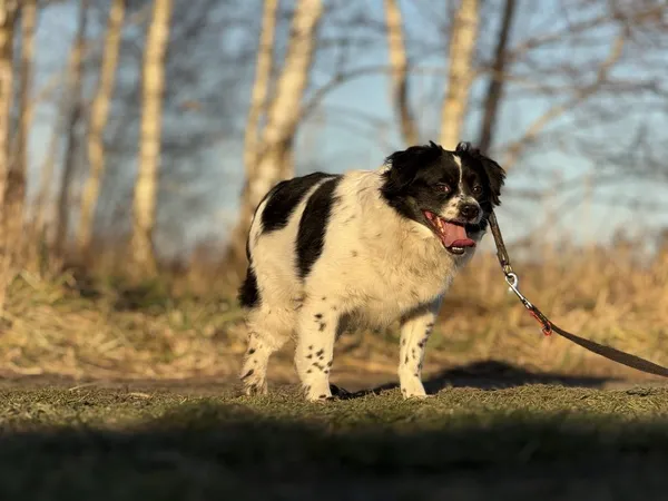 Pies do adopcji, Pieczyska, 18 maja 2025 (4/5)