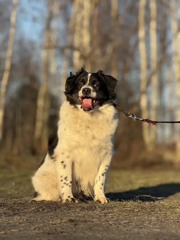 Pies do adopcji, Pieczyska, 18 maja 2025 (5/5)