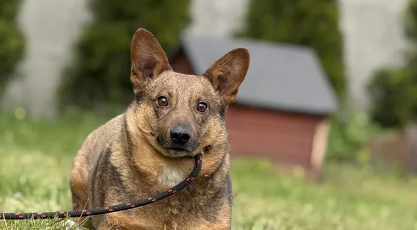 Pies do adopcji, Pieczyska, 18 maja 2025 (1/5)