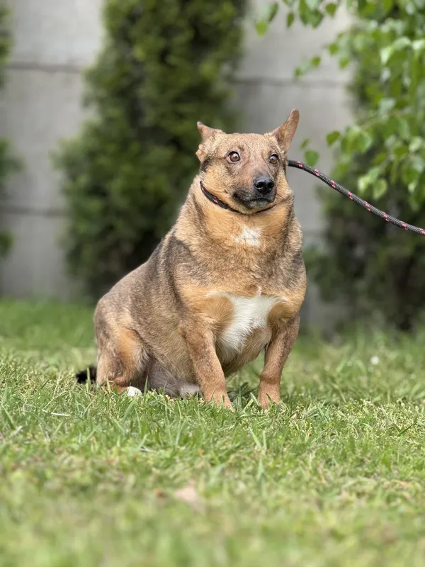 Pies do adopcji, Pieczyska, 18 maja 2025 (2/5)